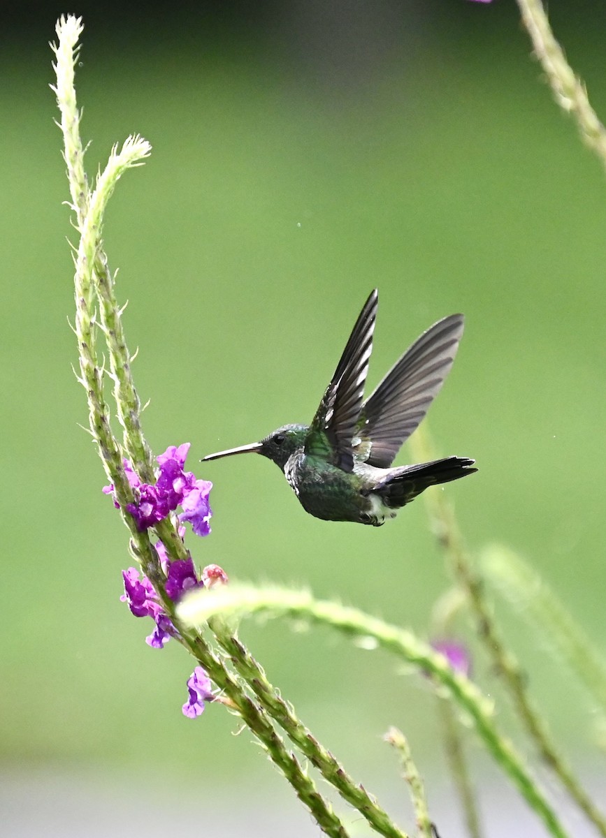 kolibřík vidloocasý - ML619134915