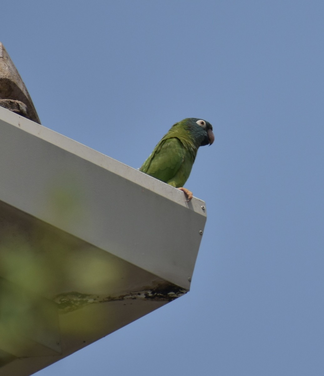 Blue-crowned Parakeet - ML619134922