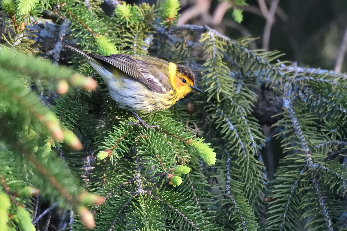 Cape May Warbler - ML619134924
