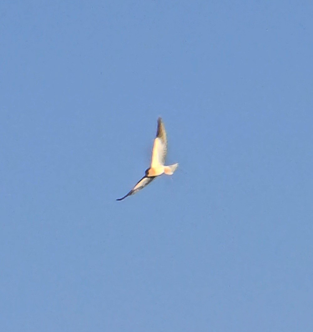 Black-winged Kite - ML619134927