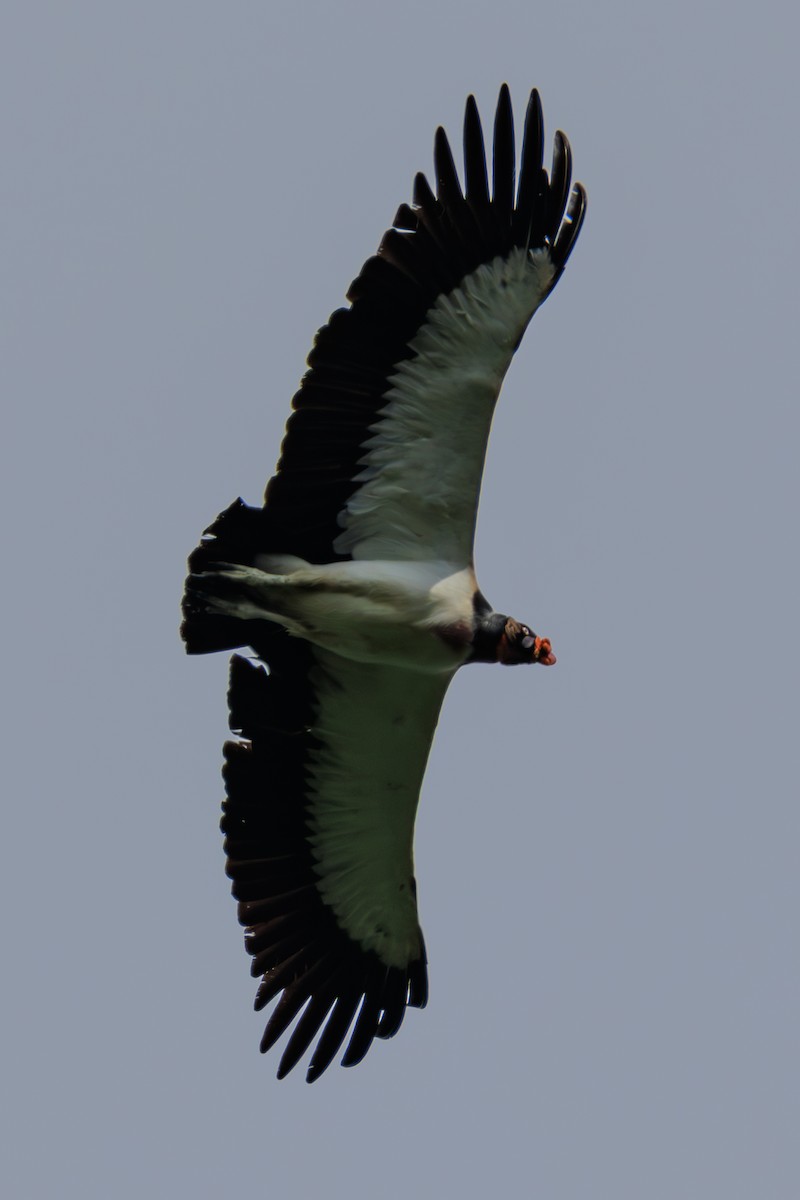 King Vulture - ML619134969