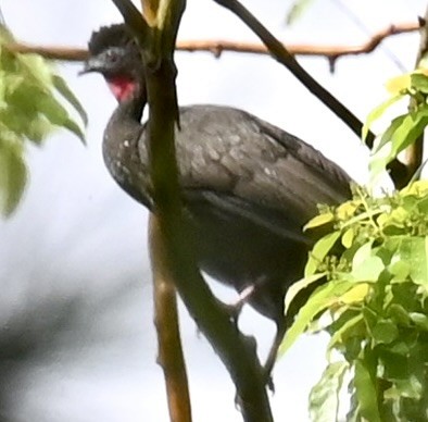 Crested Guan - ML619134970