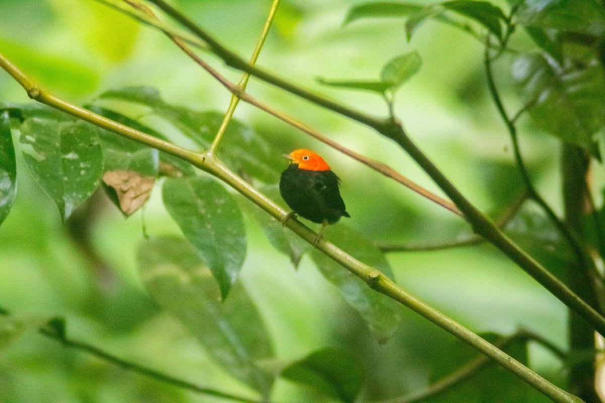 Red-capped Manakin - ML619135025
