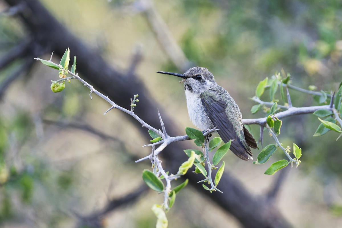 Costa's Hummingbird - ML619135031