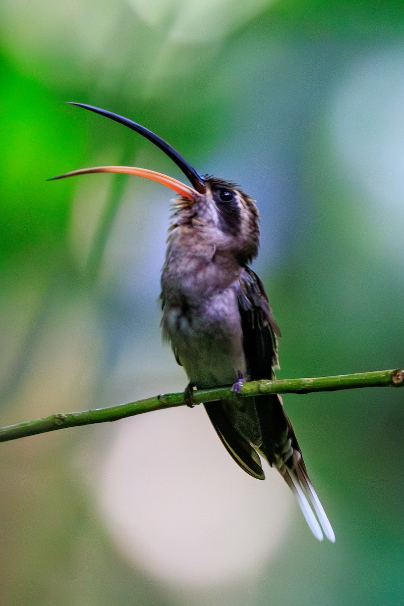 kolibřík tmavolící - ML619135039
