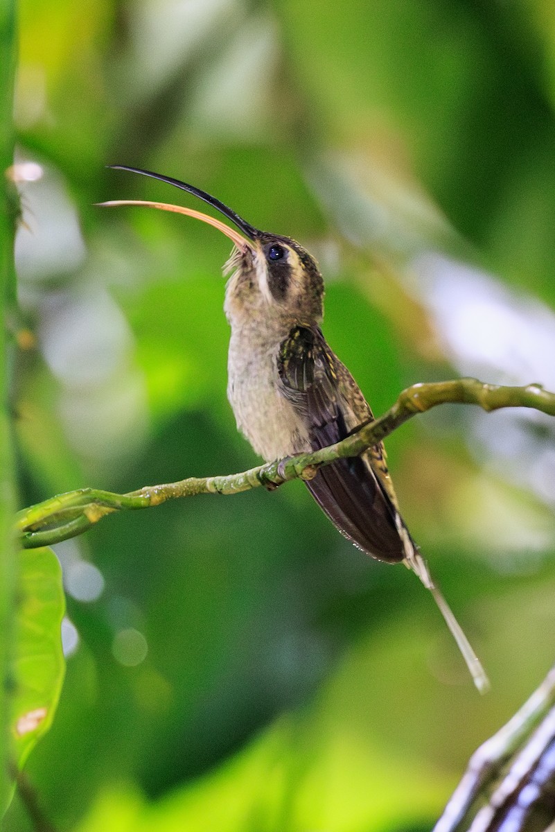 kolibřík tmavolící - ML619135040