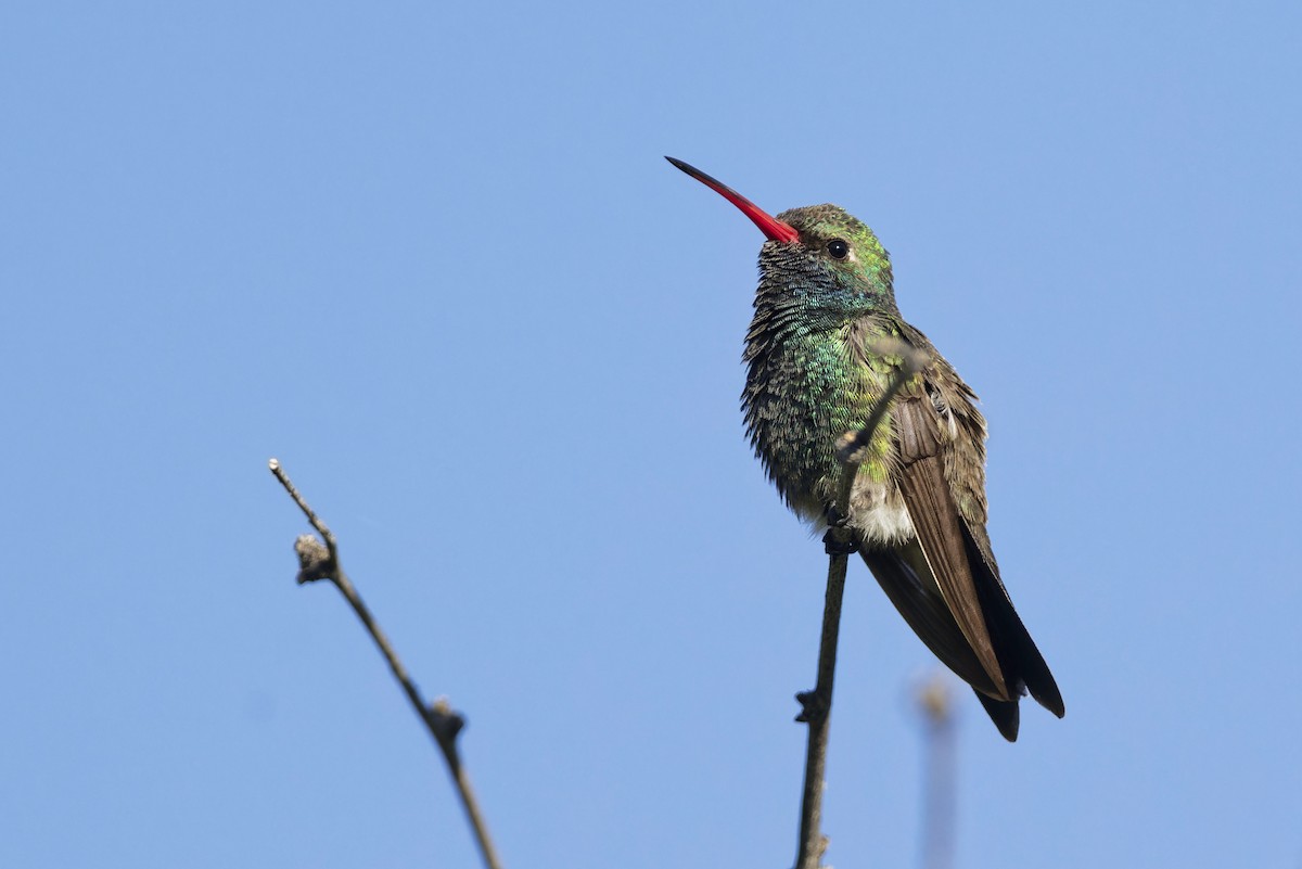 Broad-billed Hummingbird - ML619135041