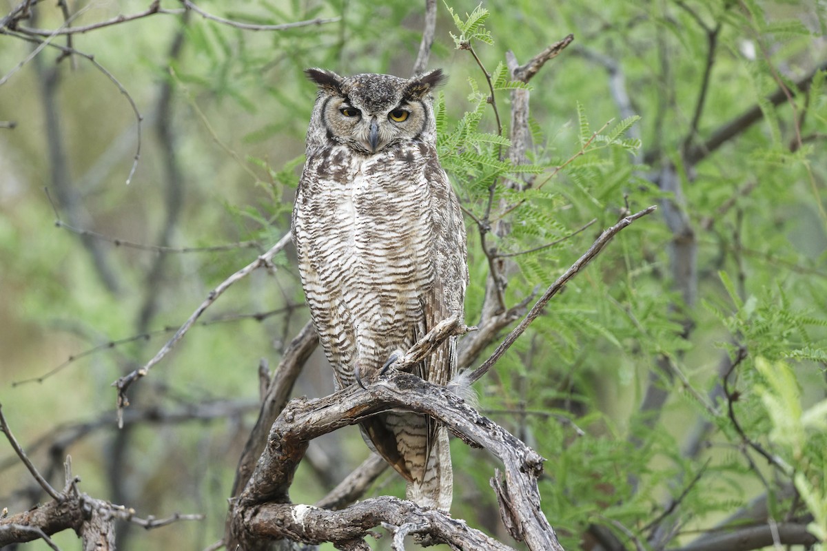 Great Horned Owl - ML619135058