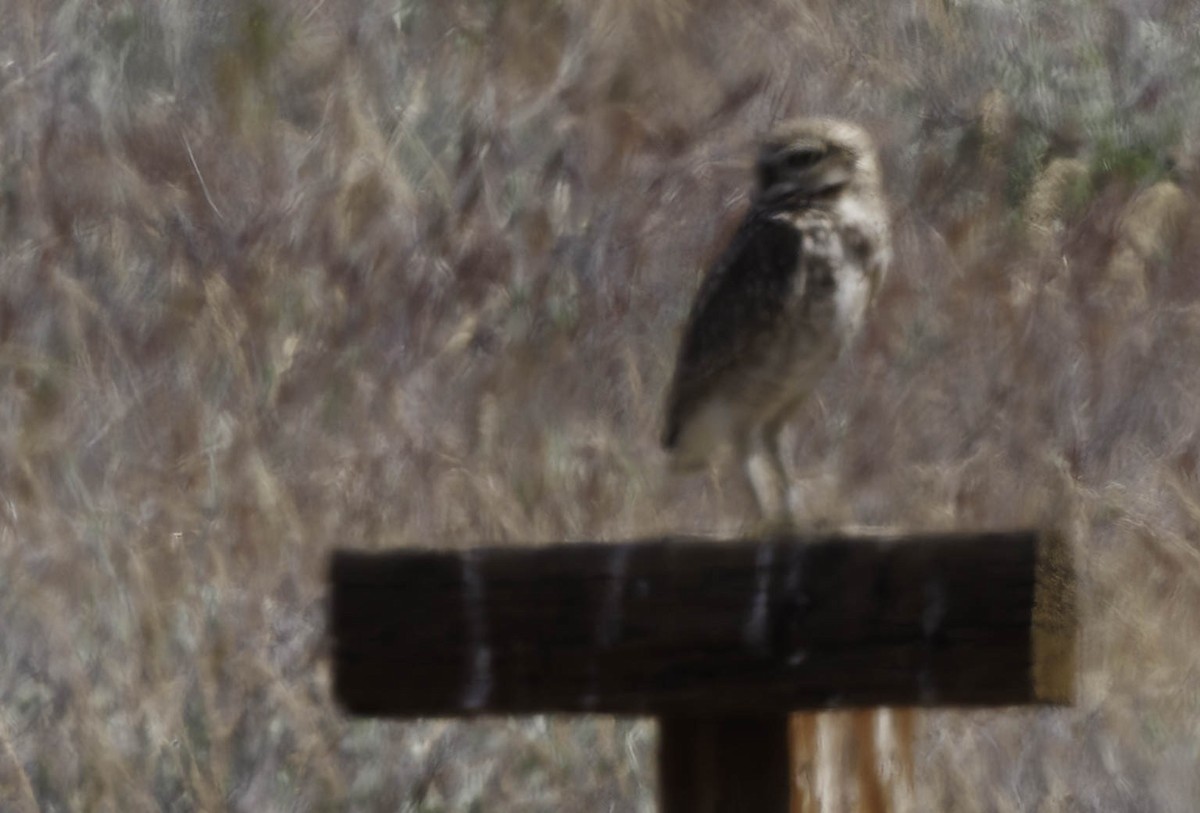 Burrowing Owl - ML619135085
