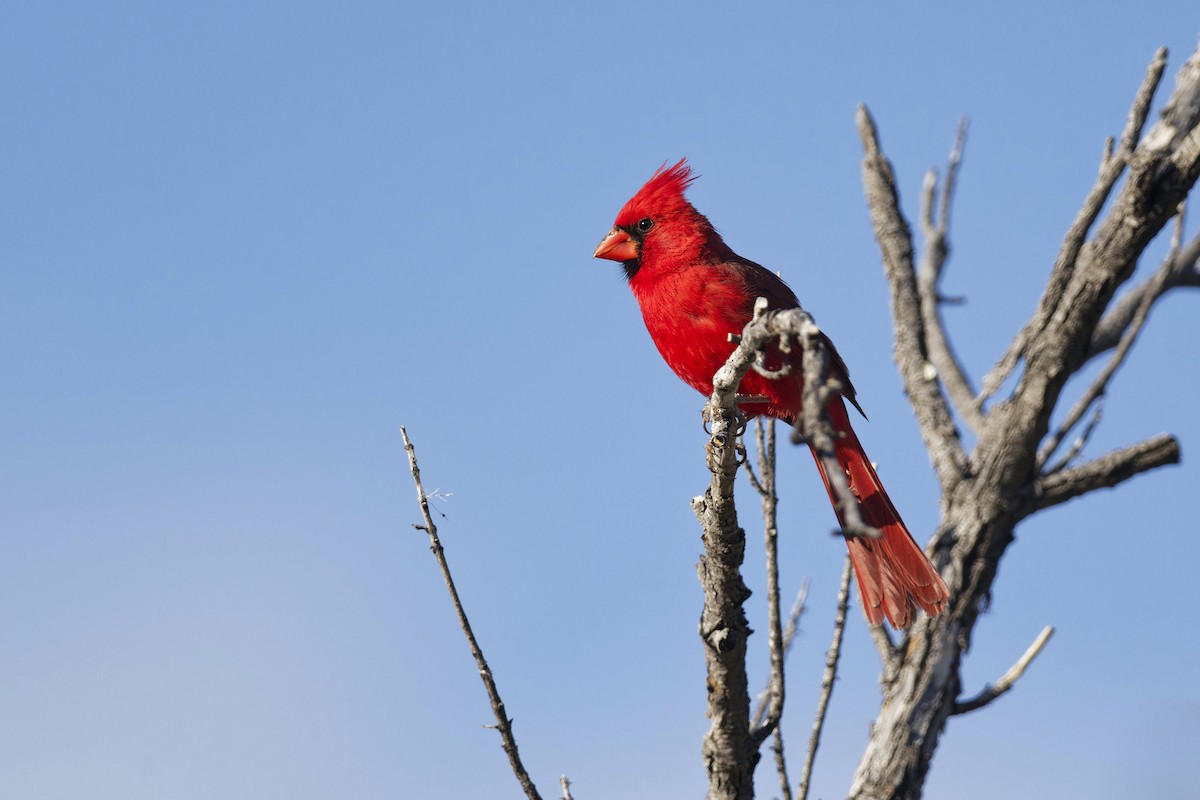 Cardinal rouge - ML619135100