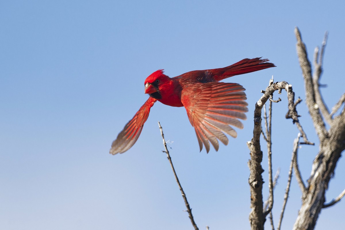 Cardinal rouge - ML619135101
