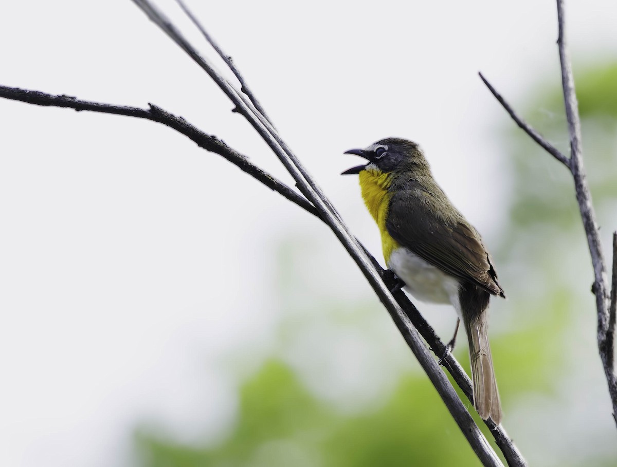 Yellow-breasted Chat - ML619135153