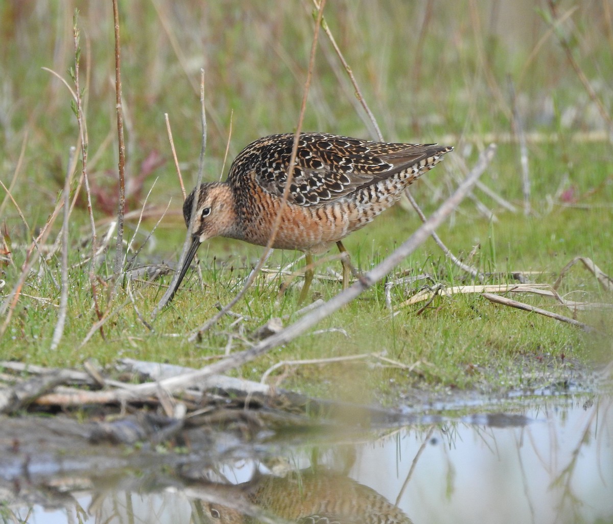 Long-billed Dowitcher - ML619135182