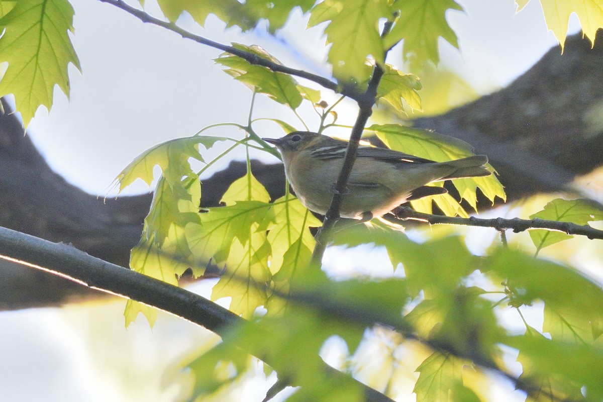 Bay-breasted Warbler - ML619135189