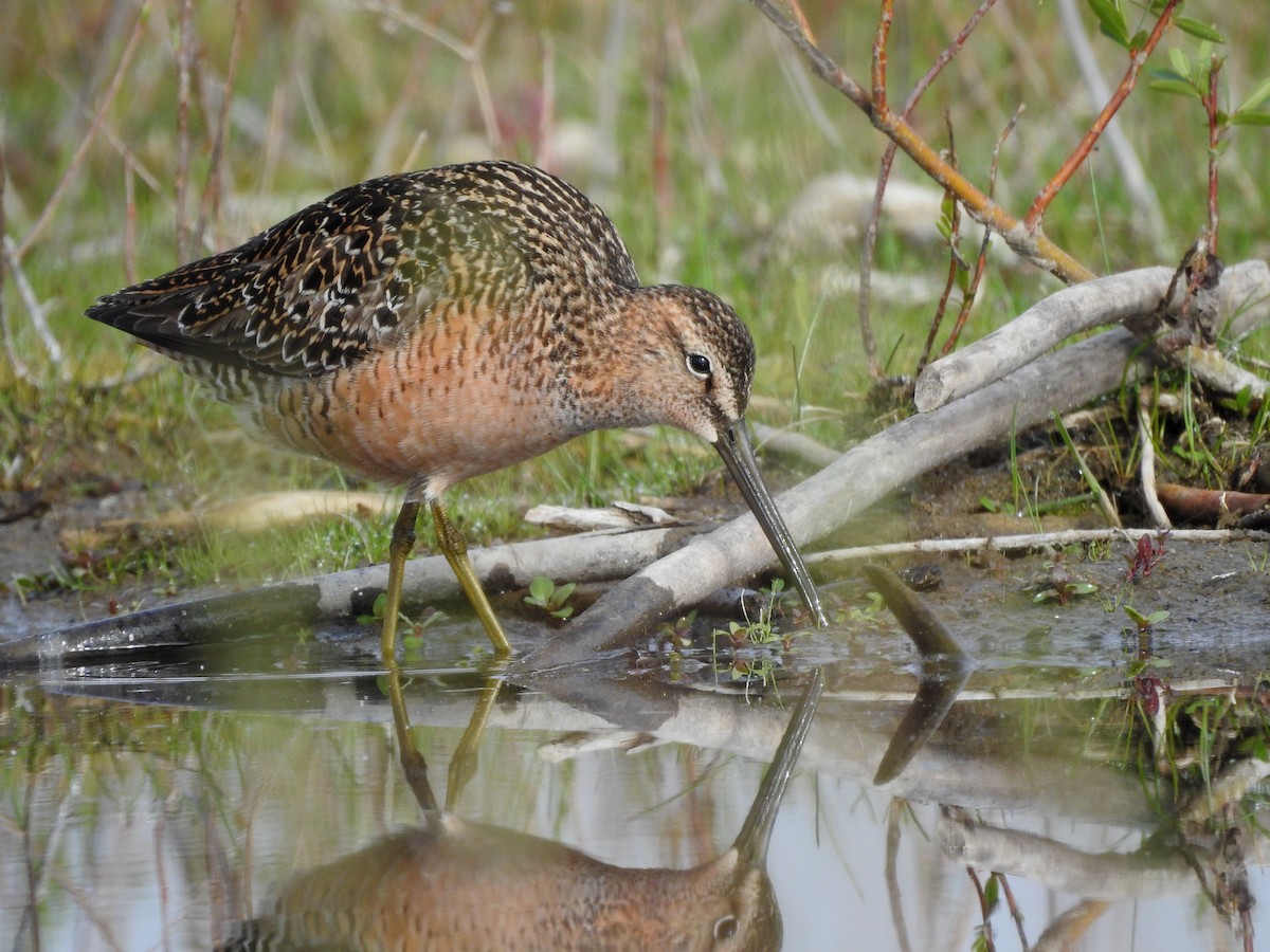 Long-billed Dowitcher - ML619135206