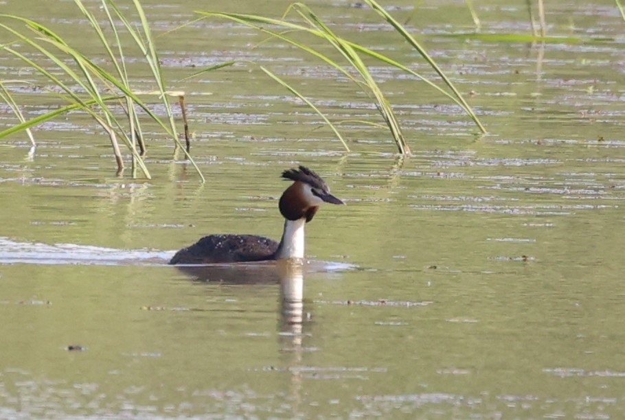 Great Crested Grebe - ML619135238