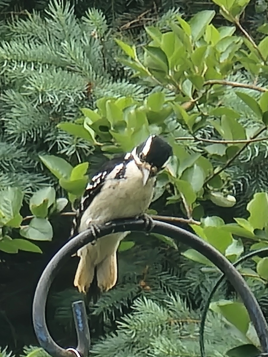 Hairy Woodpecker - ML619135259