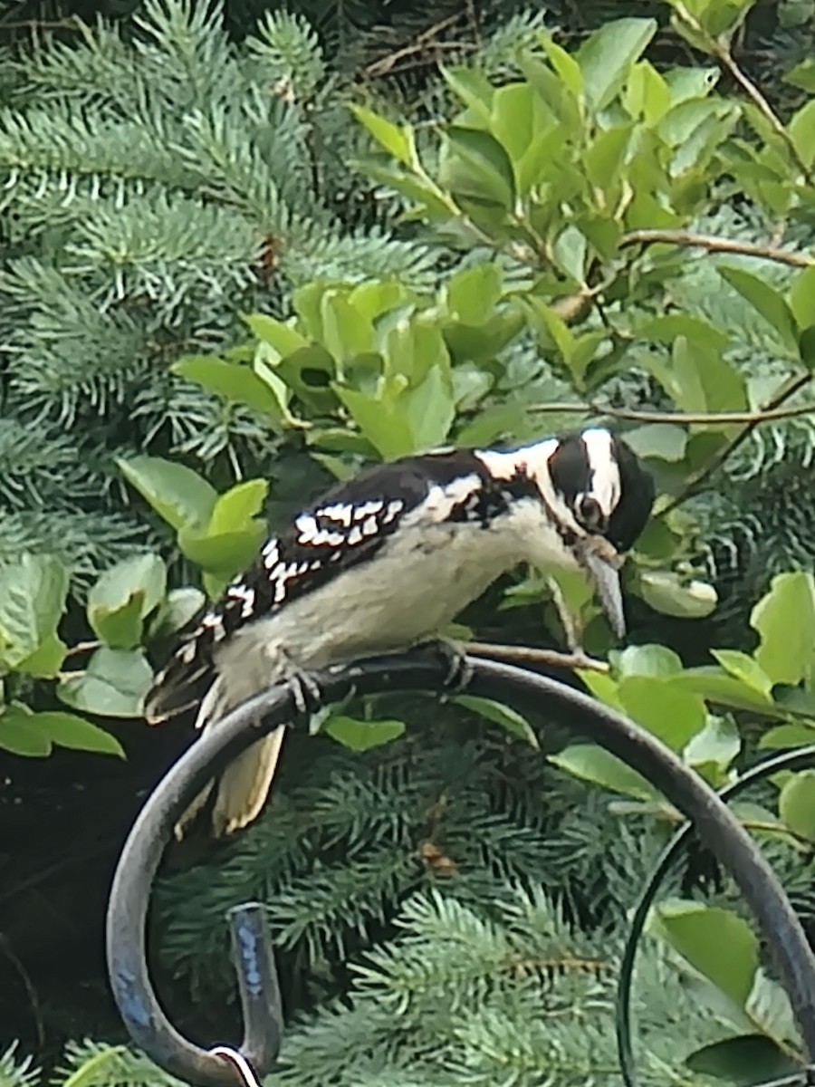 Hairy Woodpecker - ML619135260