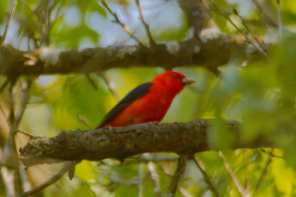 Scarlet Tanager - ML619135267