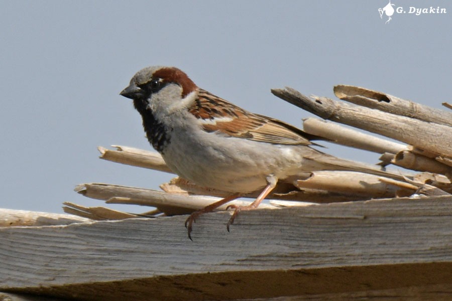 House Sparrow - ML619135268