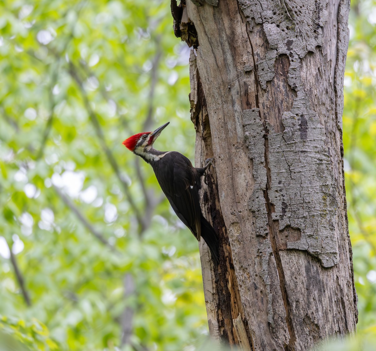 Pileated Woodpecker - ML619135288