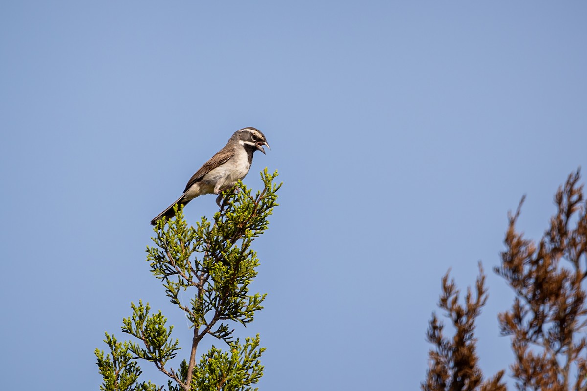 Black-throated Sparrow - ML619135349