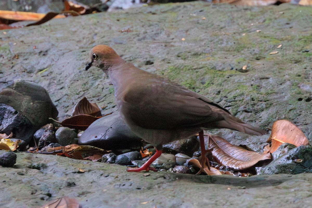 Gray-chested Dove - ML619135363