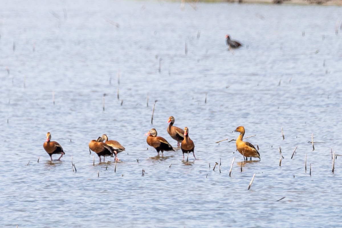 Fulvous Whistling-Duck - ML619135369