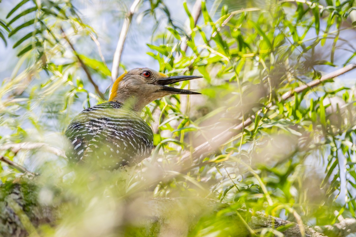 Golden-fronted Woodpecker - ML619135421