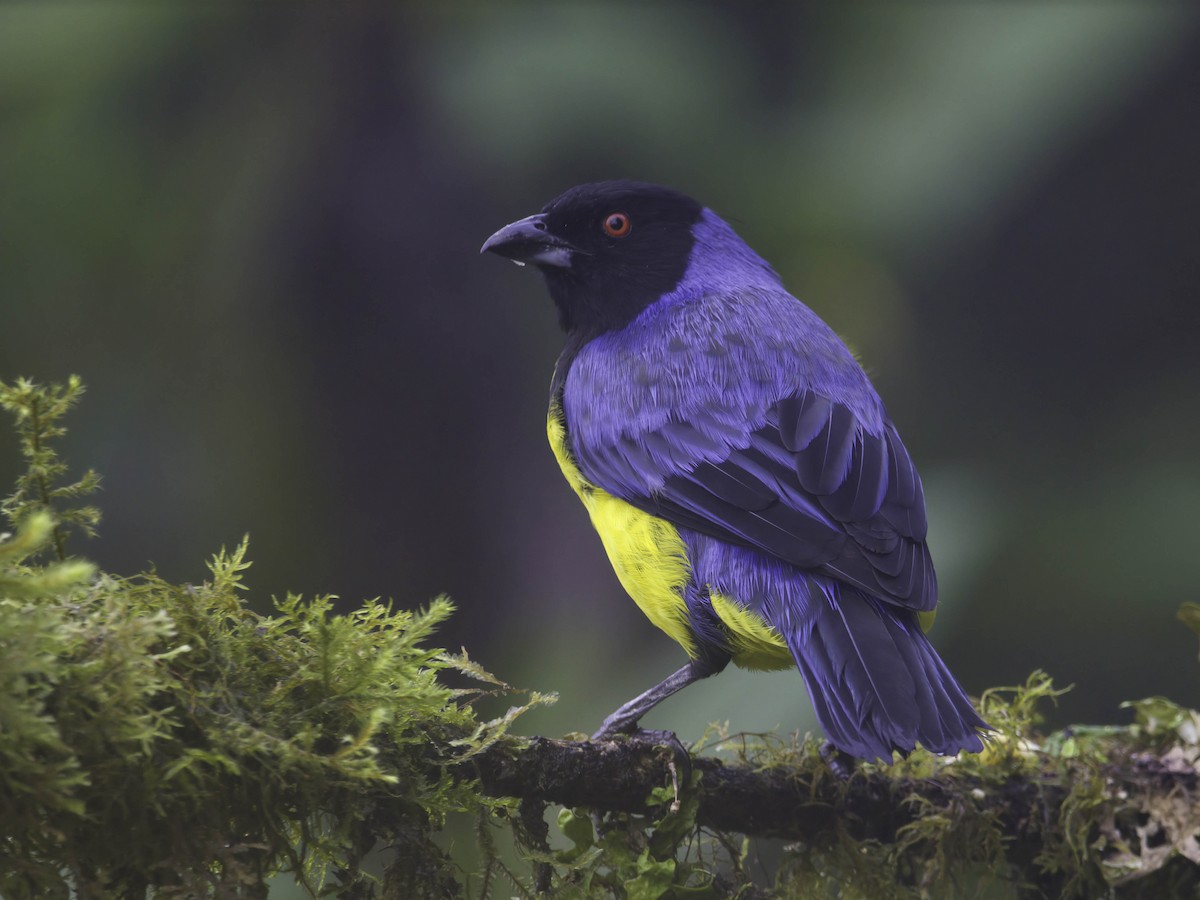 Hooded Mountain Tanager - ML619135438