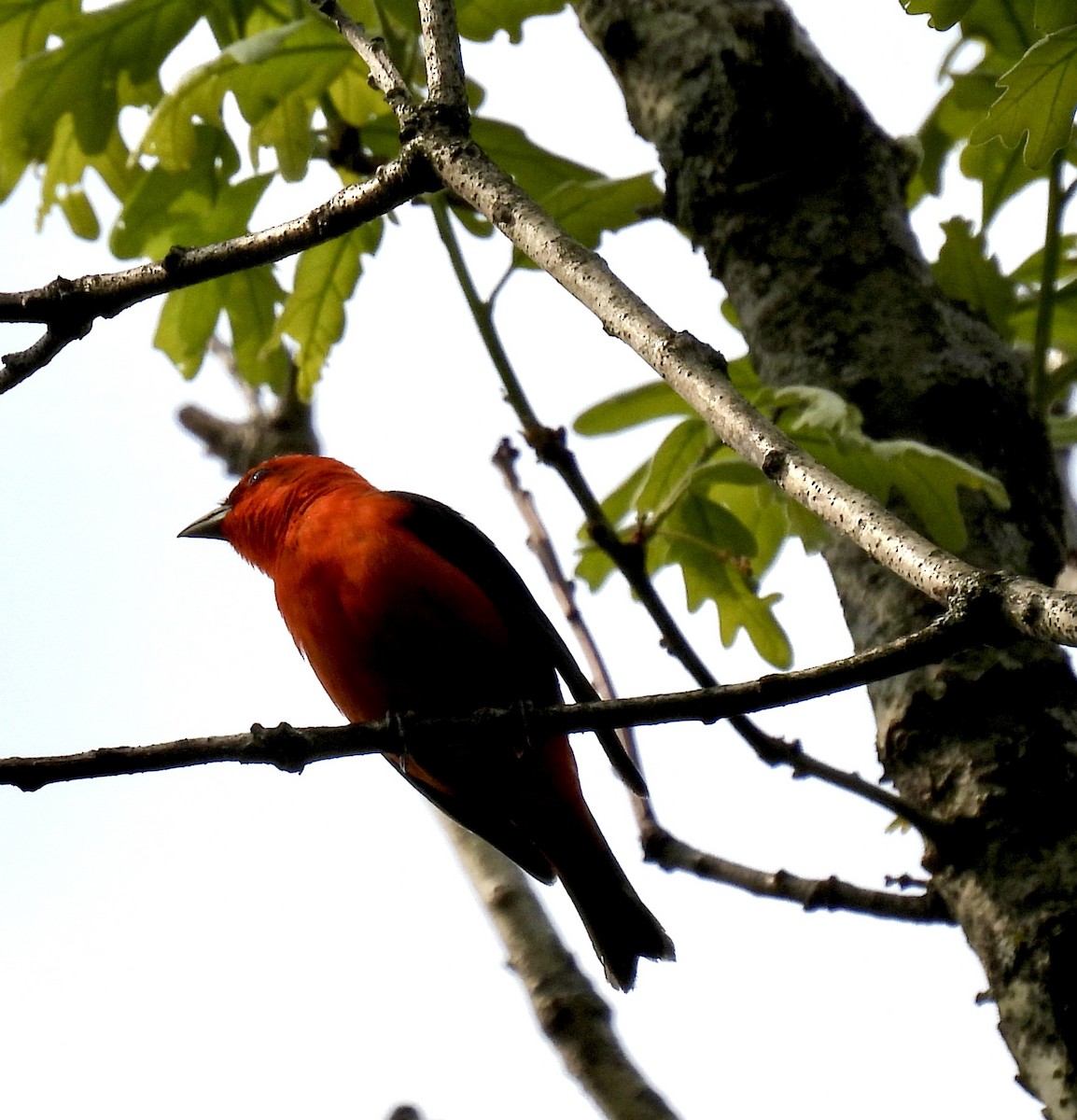 Scarlet Tanager - ML619135559