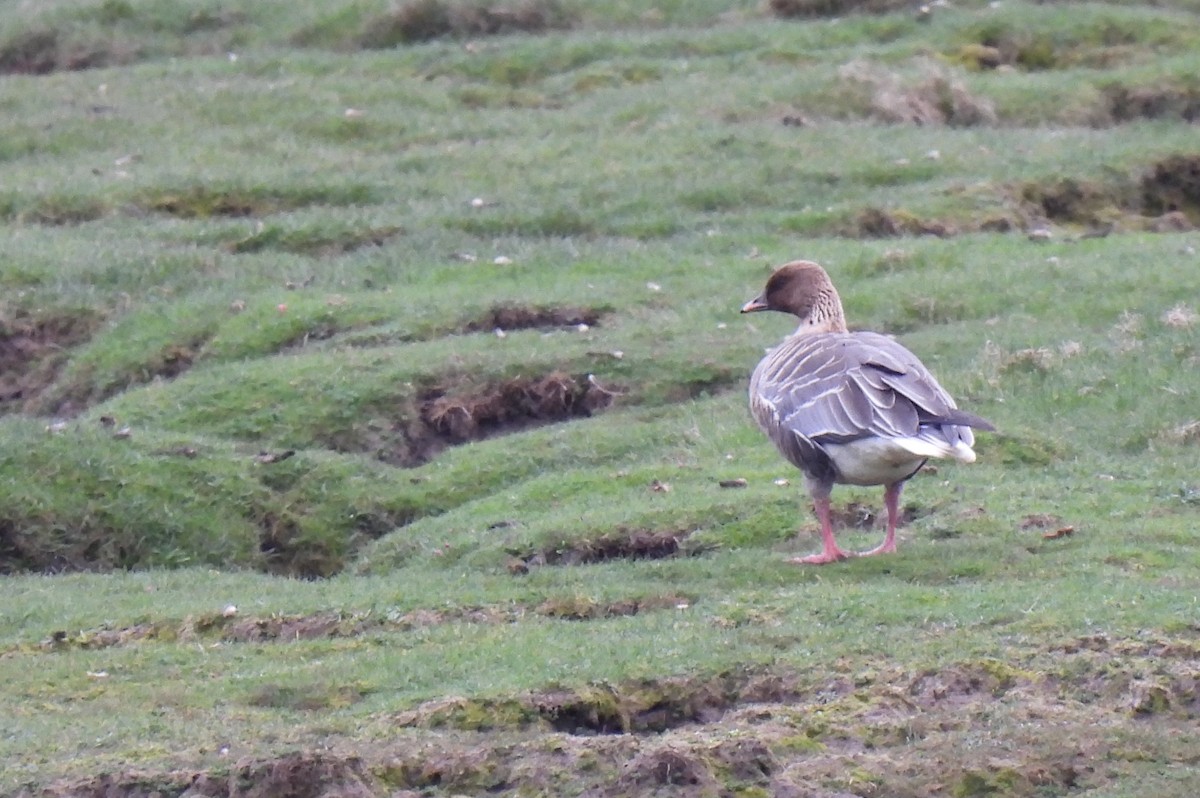 Pink-footed Goose - ML619135578