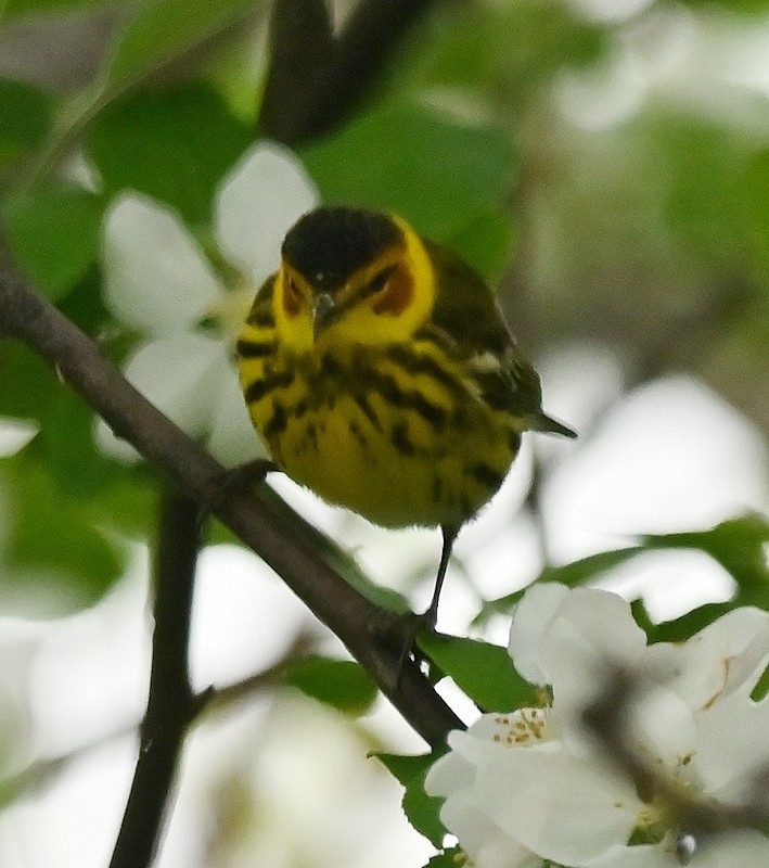 Cape May Warbler - ML619135590