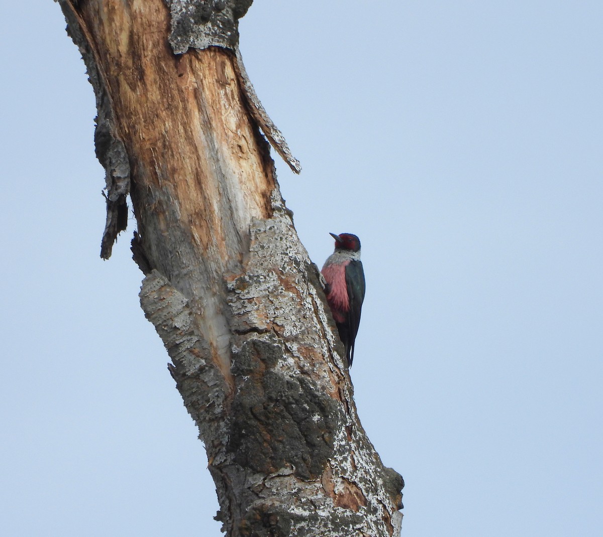Lewis's Woodpecker - ML619135602
