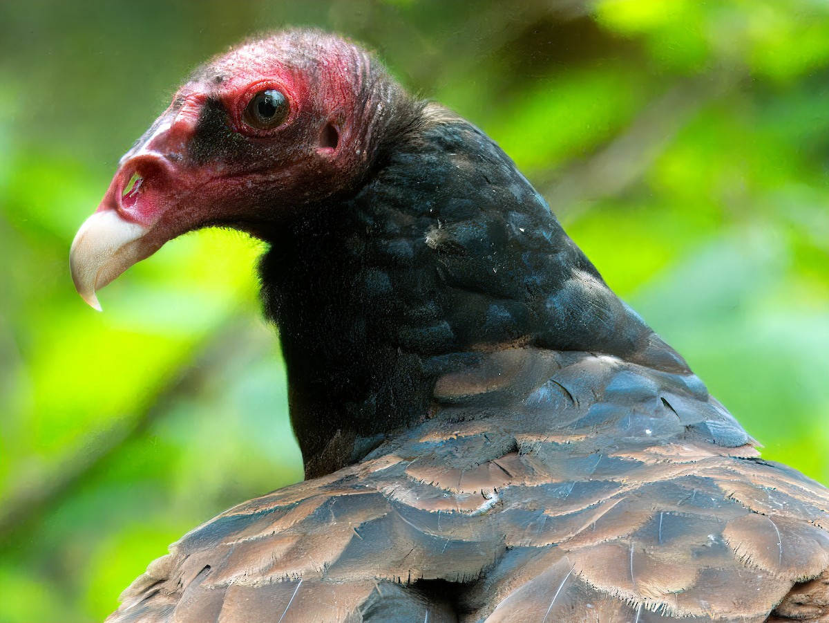 Turkey Vulture - ML619135618