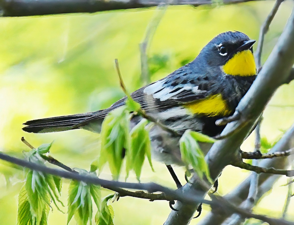 Yellow-rumped Warbler (Audubon's) - ML619135639