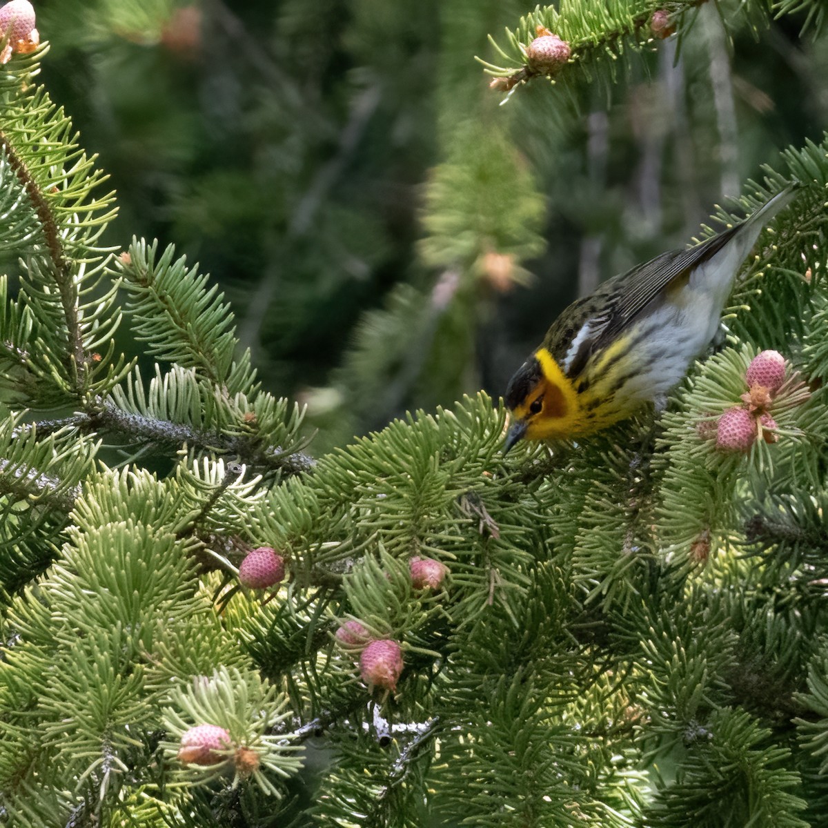 Cape May Warbler - ML619135648