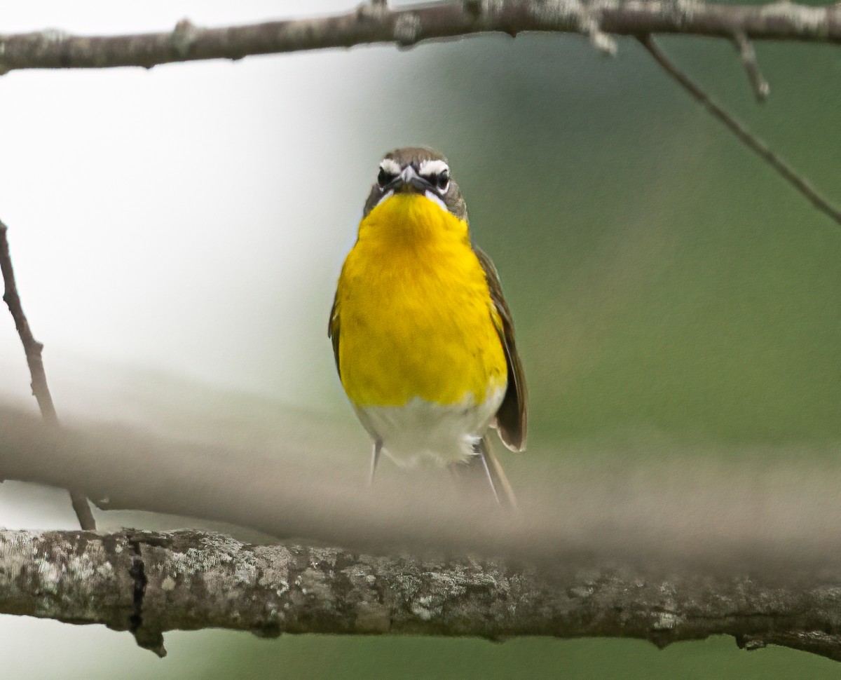 Yellow-breasted Chat - ML619135745