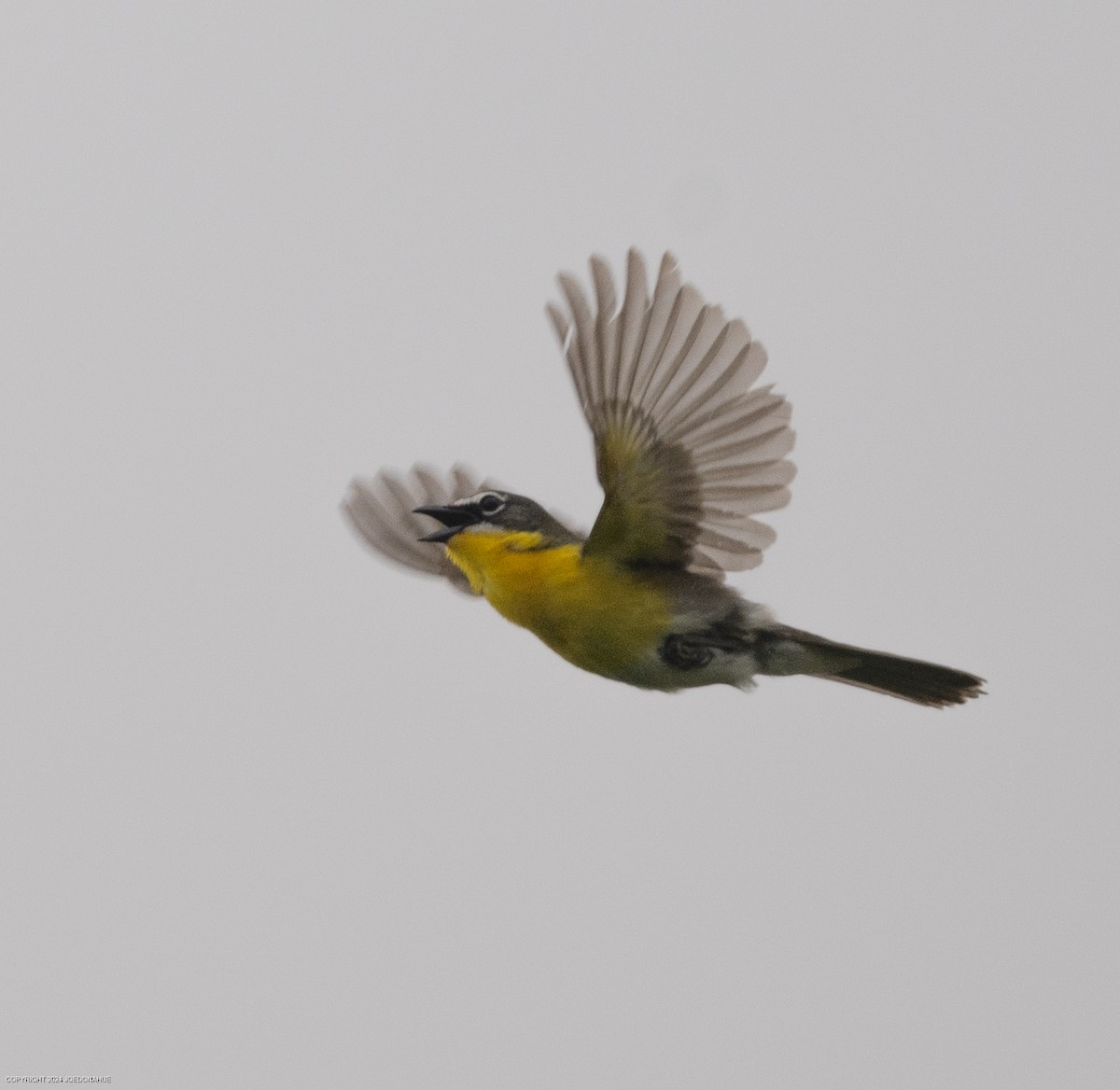 Yellow-breasted Chat - ML619135746