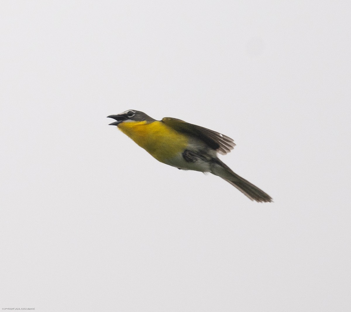 Yellow-breasted Chat - ML619135747