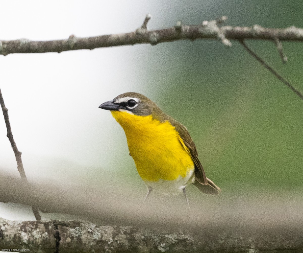 Yellow-breasted Chat - ML619135749