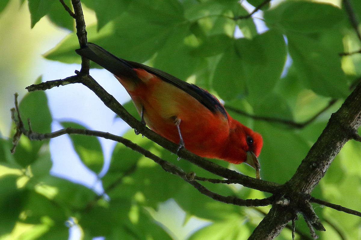 Scarlet Tanager - ML619135790