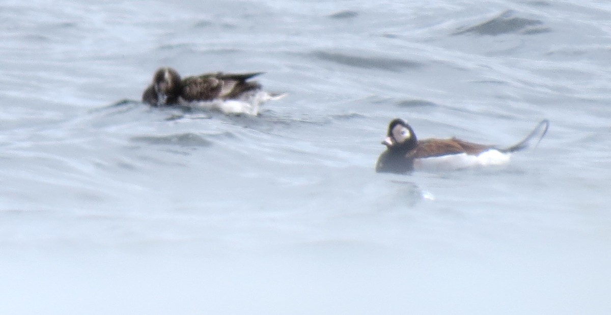 Long-tailed Duck - ML619135846