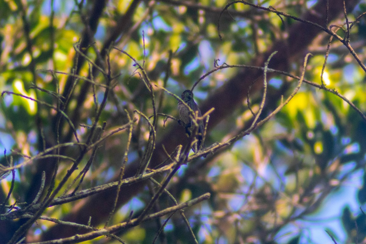 kolibřík skvrnitoprsý - ML619135849