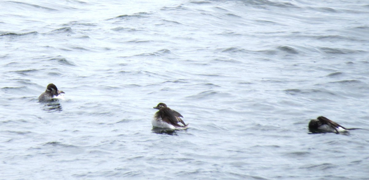 Long-tailed Duck - ML619135853