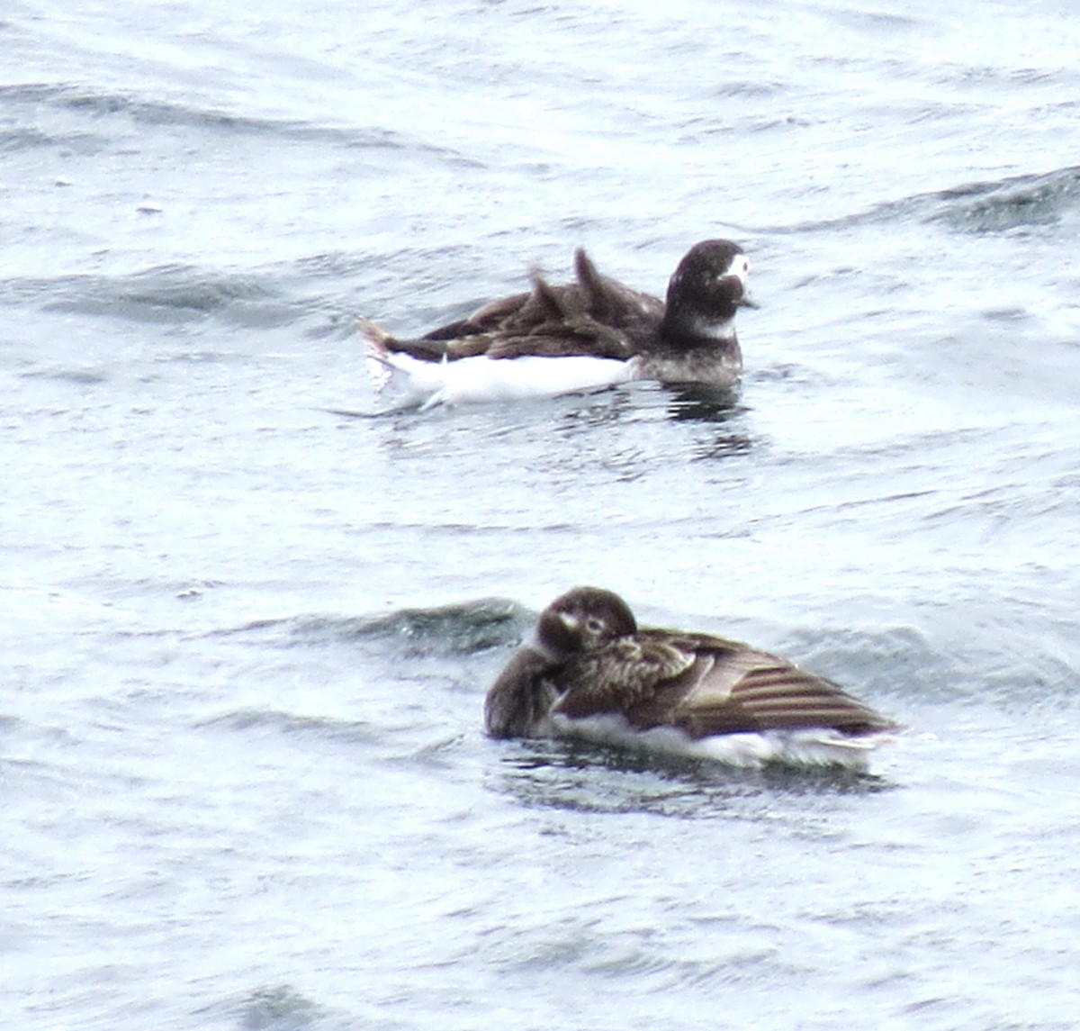 Long-tailed Duck - ML619135858