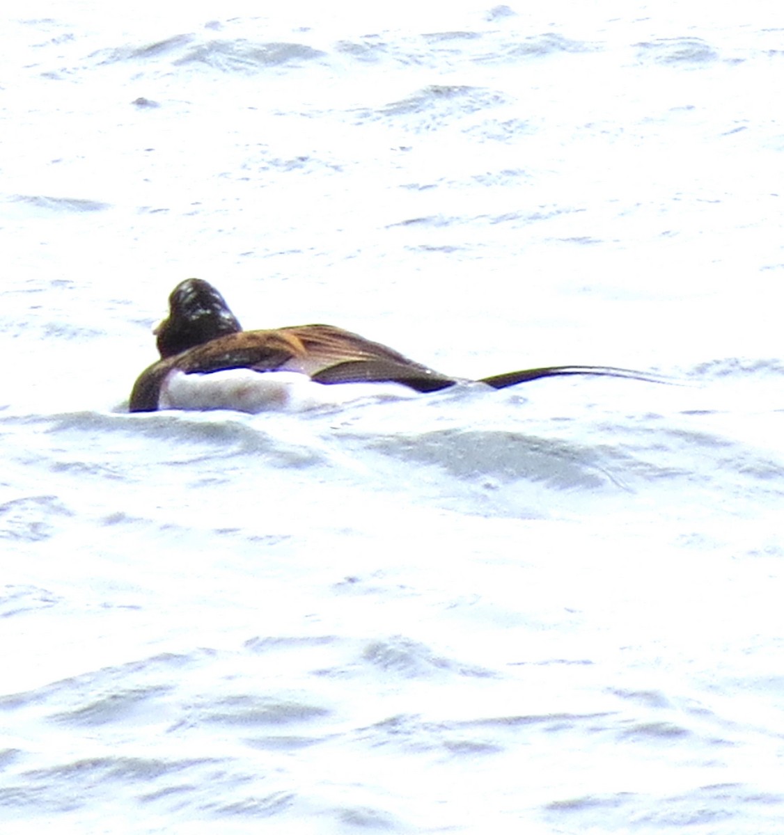 Long-tailed Duck - ML619135862