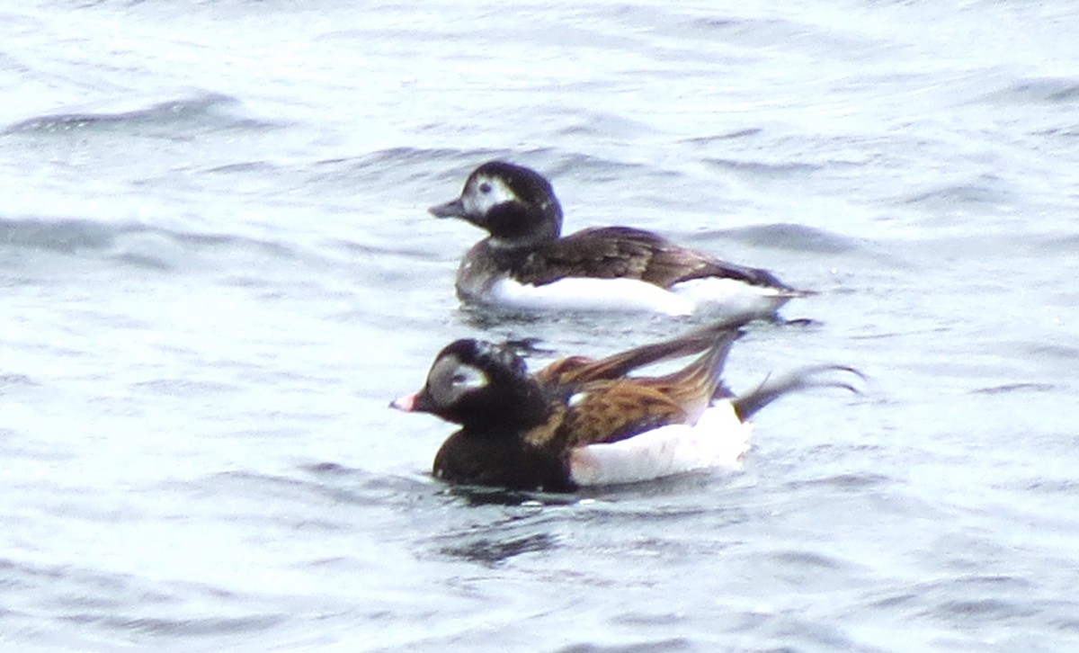 Long-tailed Duck - ML619135868
