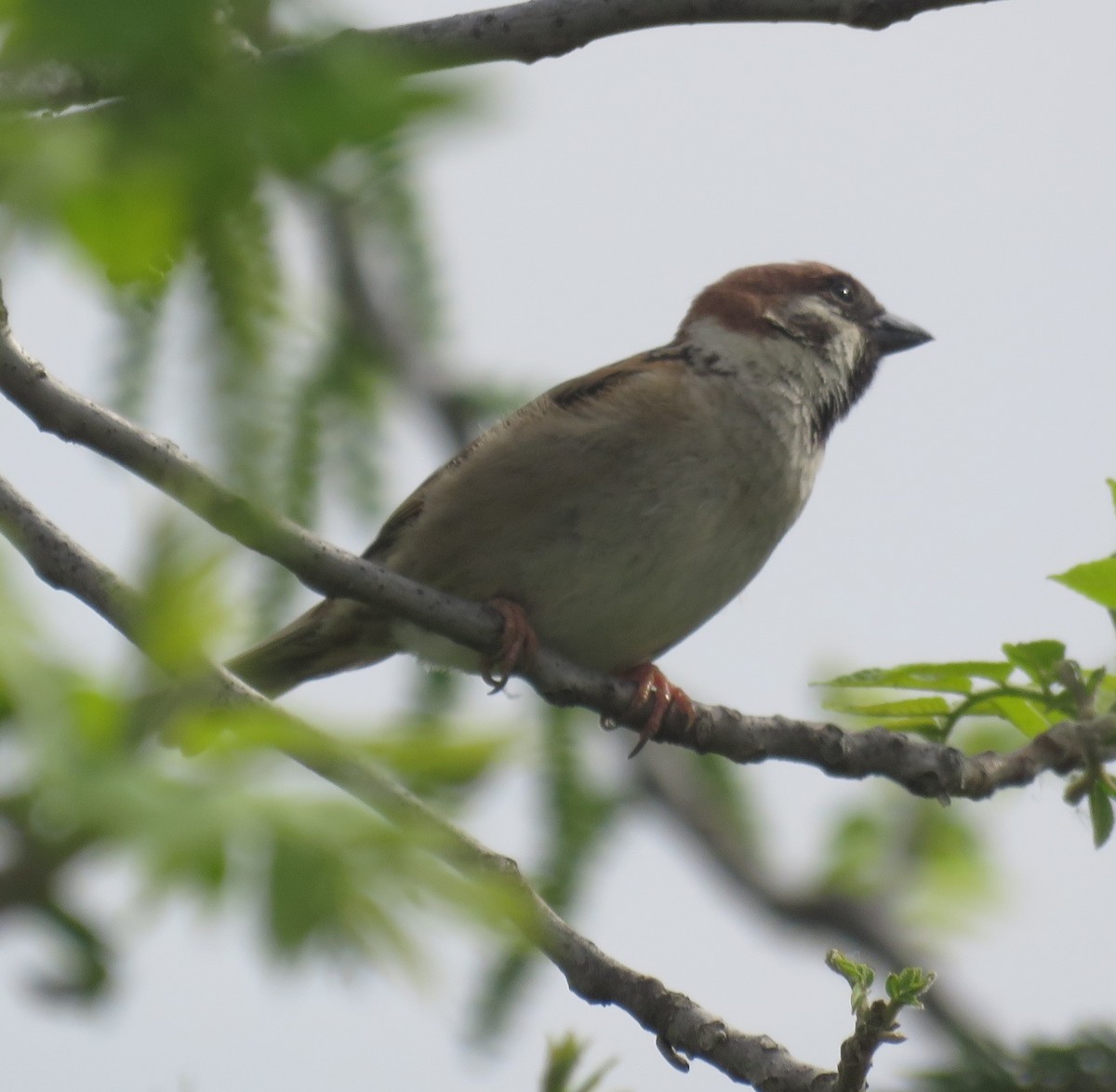 Eurasian Tree Sparrow - ML619135870