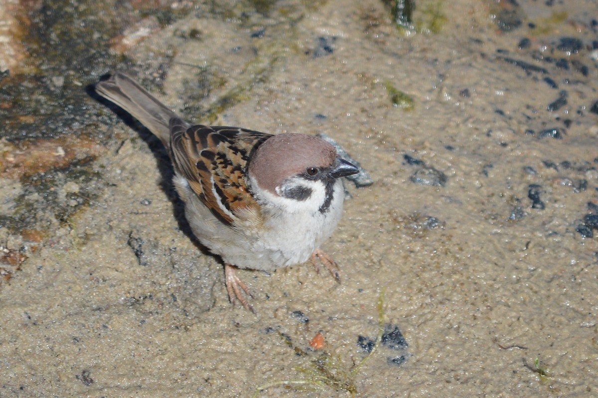 Eurasian Tree Sparrow - ML619135891